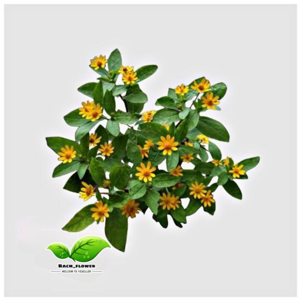 Tanaman Hias Bunga Matahari Mini - bunga matahari - tanaman bunga