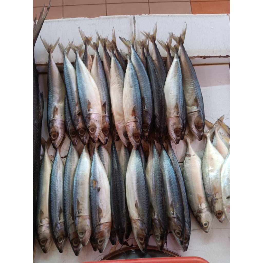 

IKAN LAYANG / SARDEN