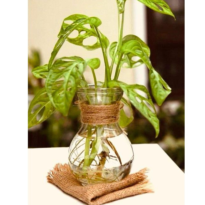 Vas Pot Bunga Kaca Cantik Motif - Pot Bunga Kaca - Vas Kaca Bulat - Vas Tanaman Air