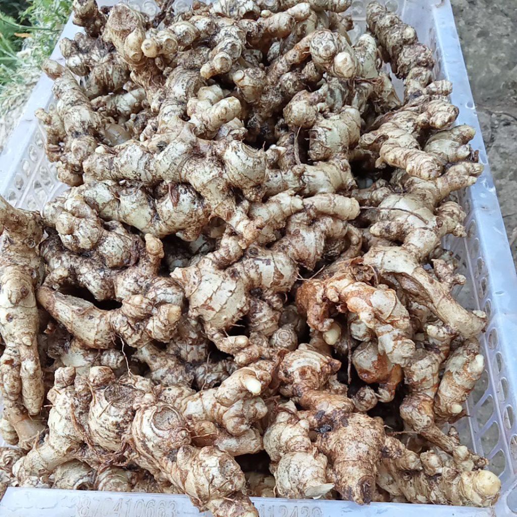 

PROMO jahe emprit segar super pedas sudah cuci95% bersih 1kg