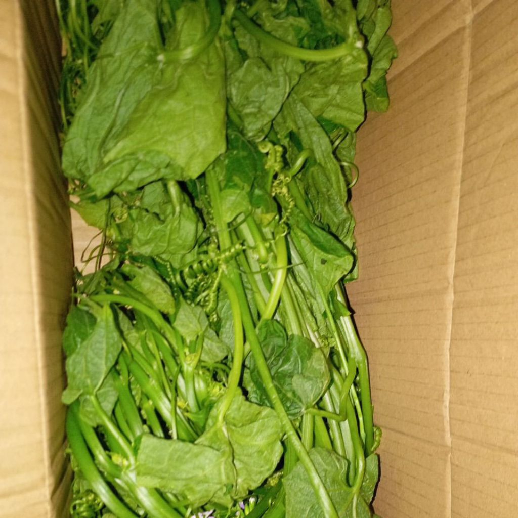 

Sayur Pucuk Labu Siam segar seikat