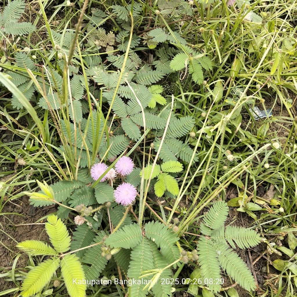 

Daun putri malu 250 gram petik langsum kirim