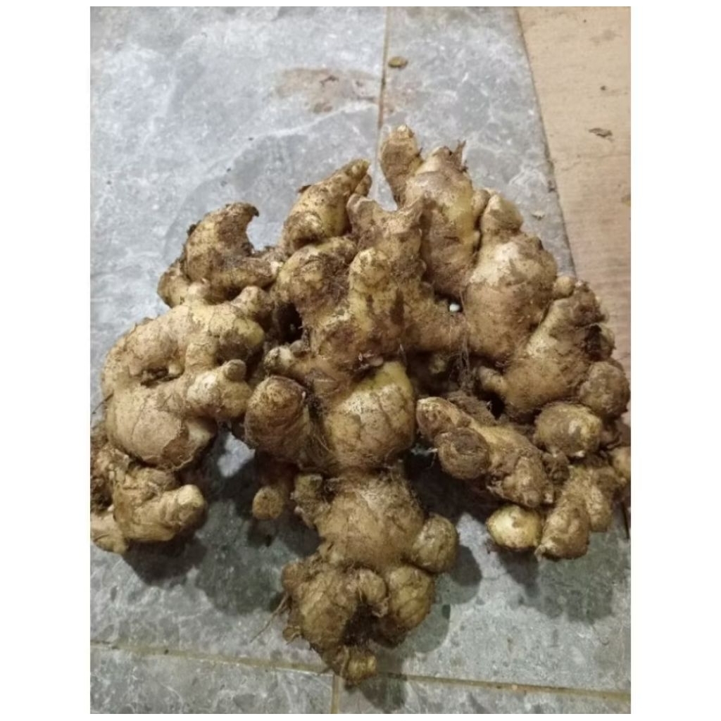 

JAHE GAJAH LOKAL FRESH 1 KG