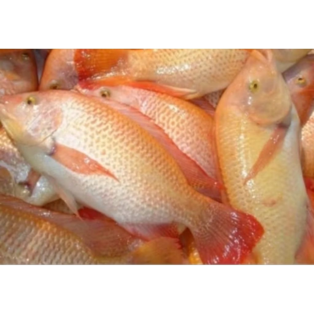 

IKAN NILA FRESH 1 KG