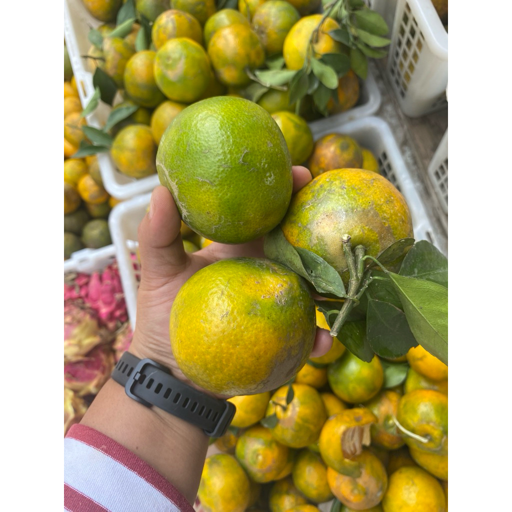 

Jeruk siem madu malang 1kg