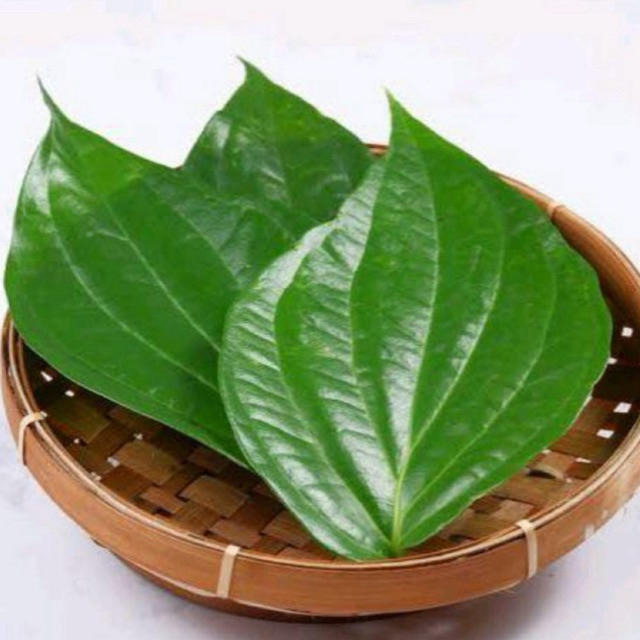 

Daun Sirih Segar Herbal Alami - 500gram