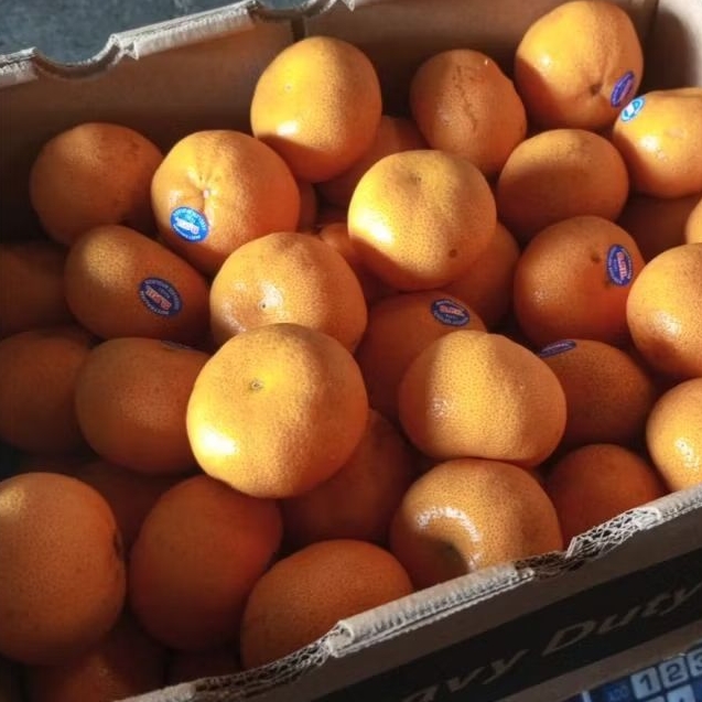 

JERUK SANTANG AFORER 2PH AUSTRALI