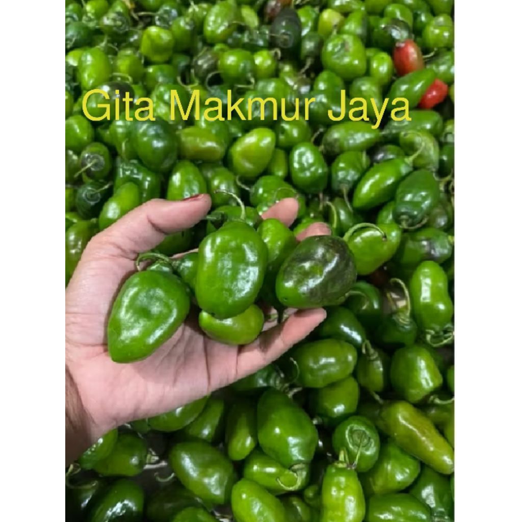 

Cabe Gendot Fresh Yang Di Ambil Langsung Dari Petani Silahkan Bunda-Bunda Order Untuk Pembuktiannya
