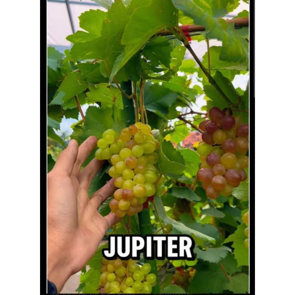 

BIBIT ANGGUR JUPITER BAGUS