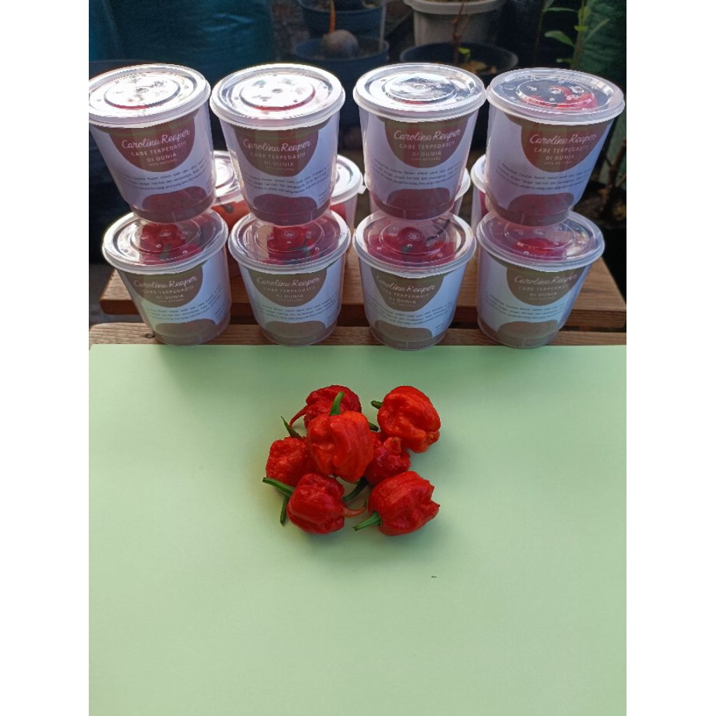 

BUAH CABAI CAROLINA REAPER | SALAH SATU CABAI TERPEDAS DI DUNIA