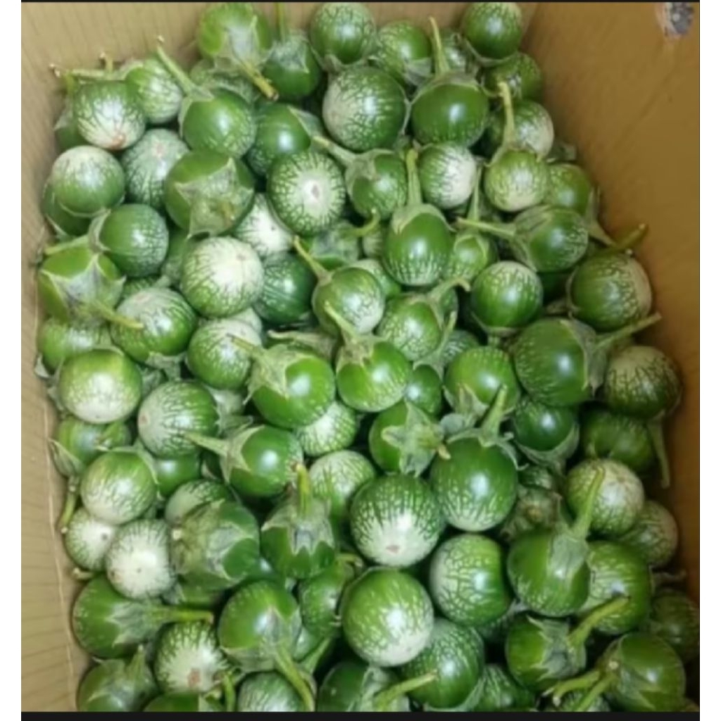 

TERONG LALAP MAK NYUS