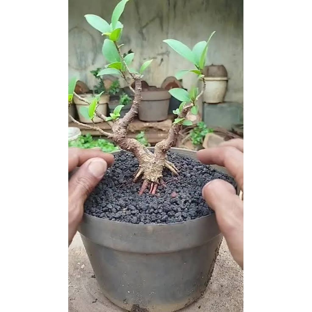 Bahan bonsai beringin
