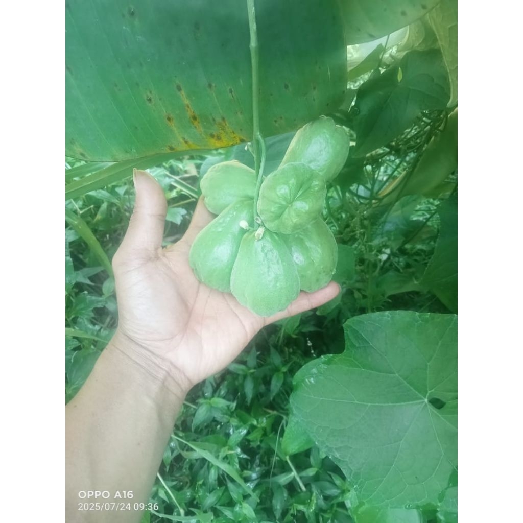 Bibit labu anggur, labu Siam, labu viral, labu Siam, baby. siap tanam