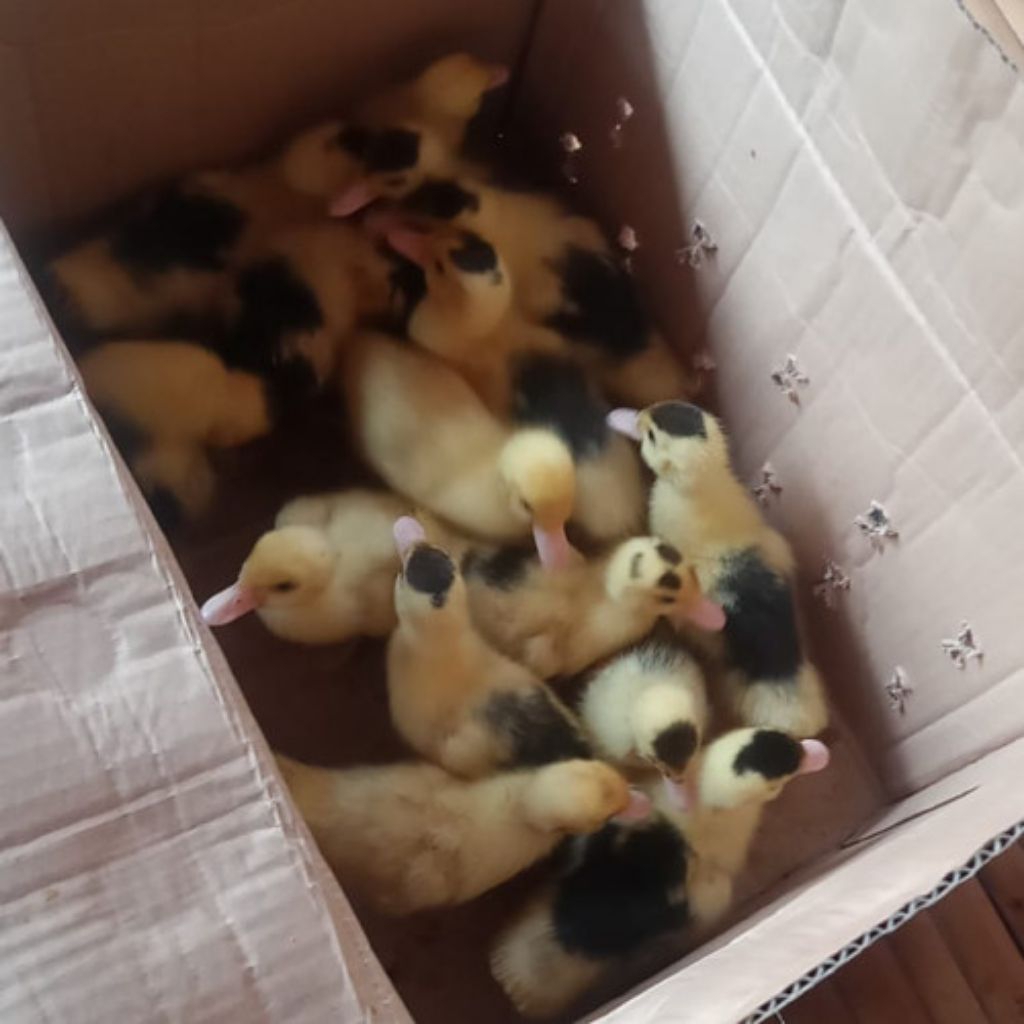 Entok Rambon manila usia 7 Hari sudah di vaksin