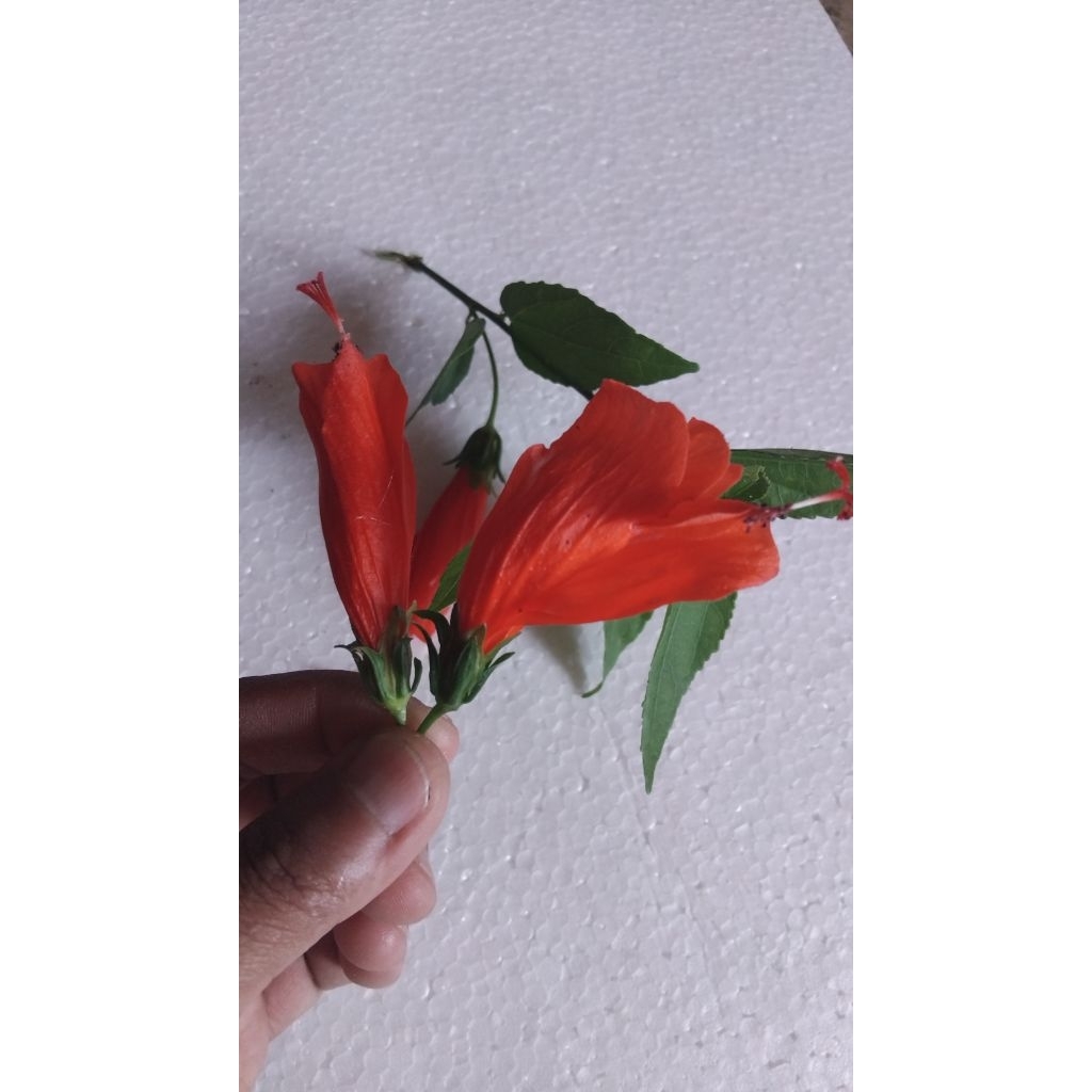 

Promo jual Bunga Sepatu segar murah 50 gram