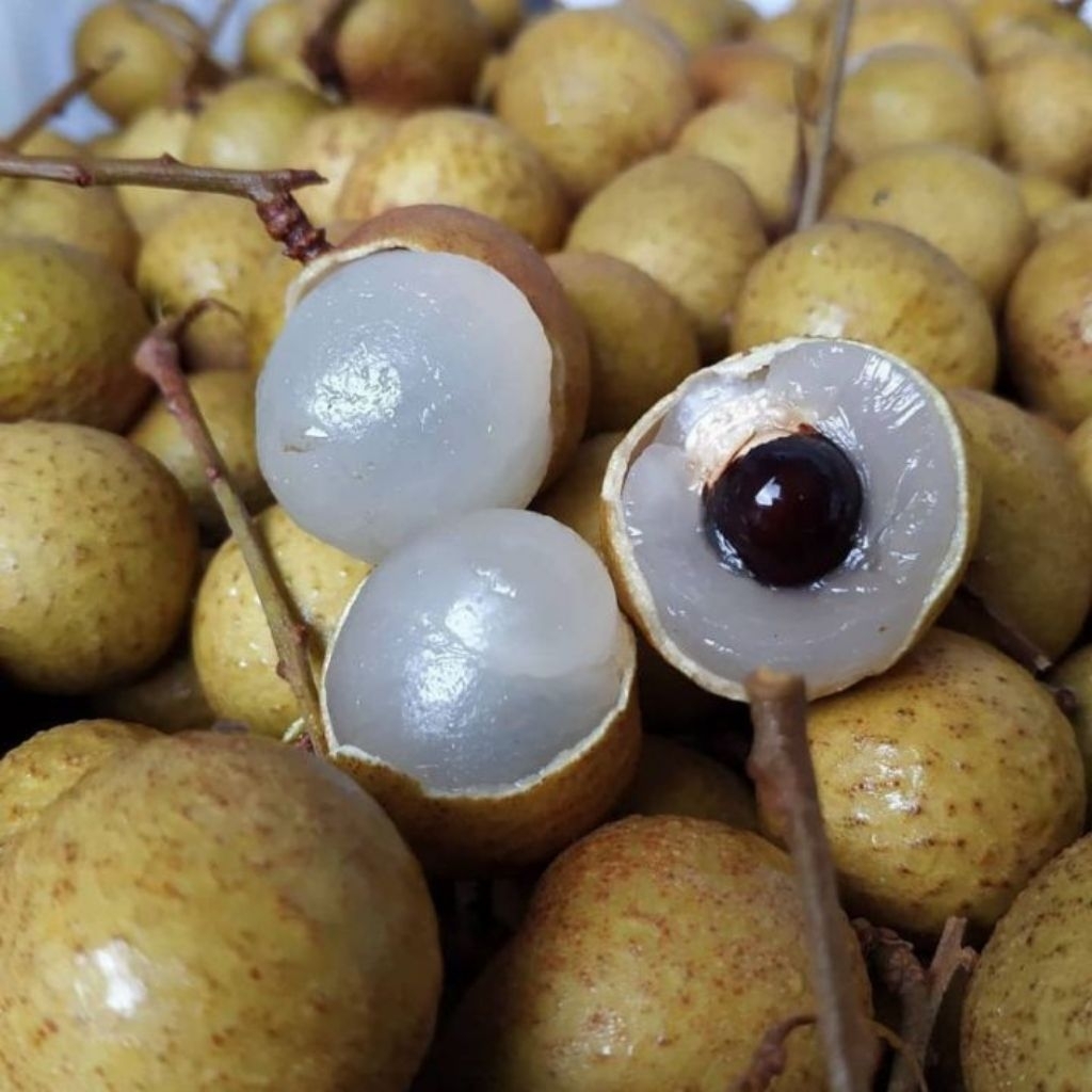 

Kelengkeng Bangkok Emas Super 500gr Tanpa Ranting | Kelengkeng Manis Super Premium | Lengkeng Super | Buah