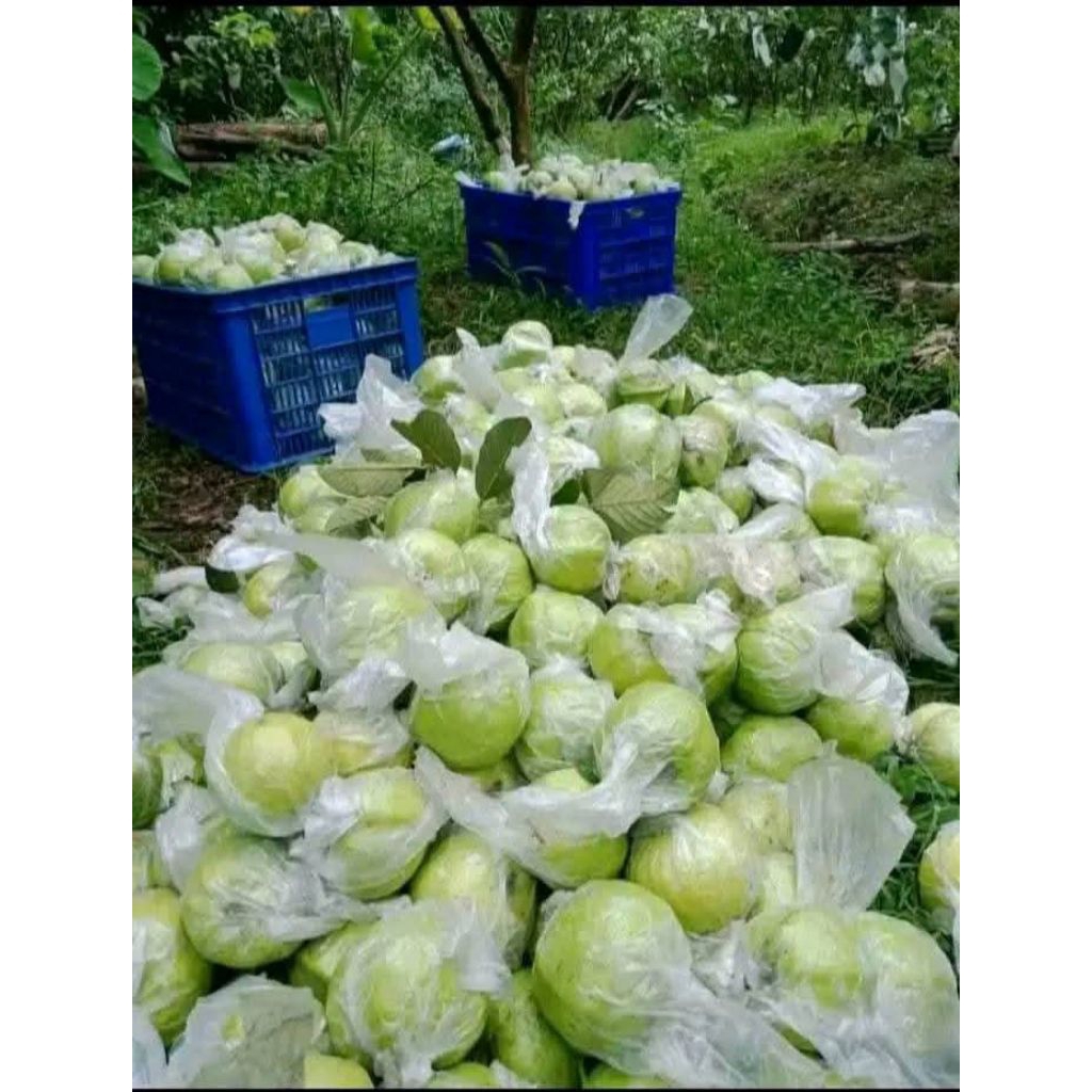 

Jambu Kristal fresh Asli jember 1000 gram / 1 kilogram