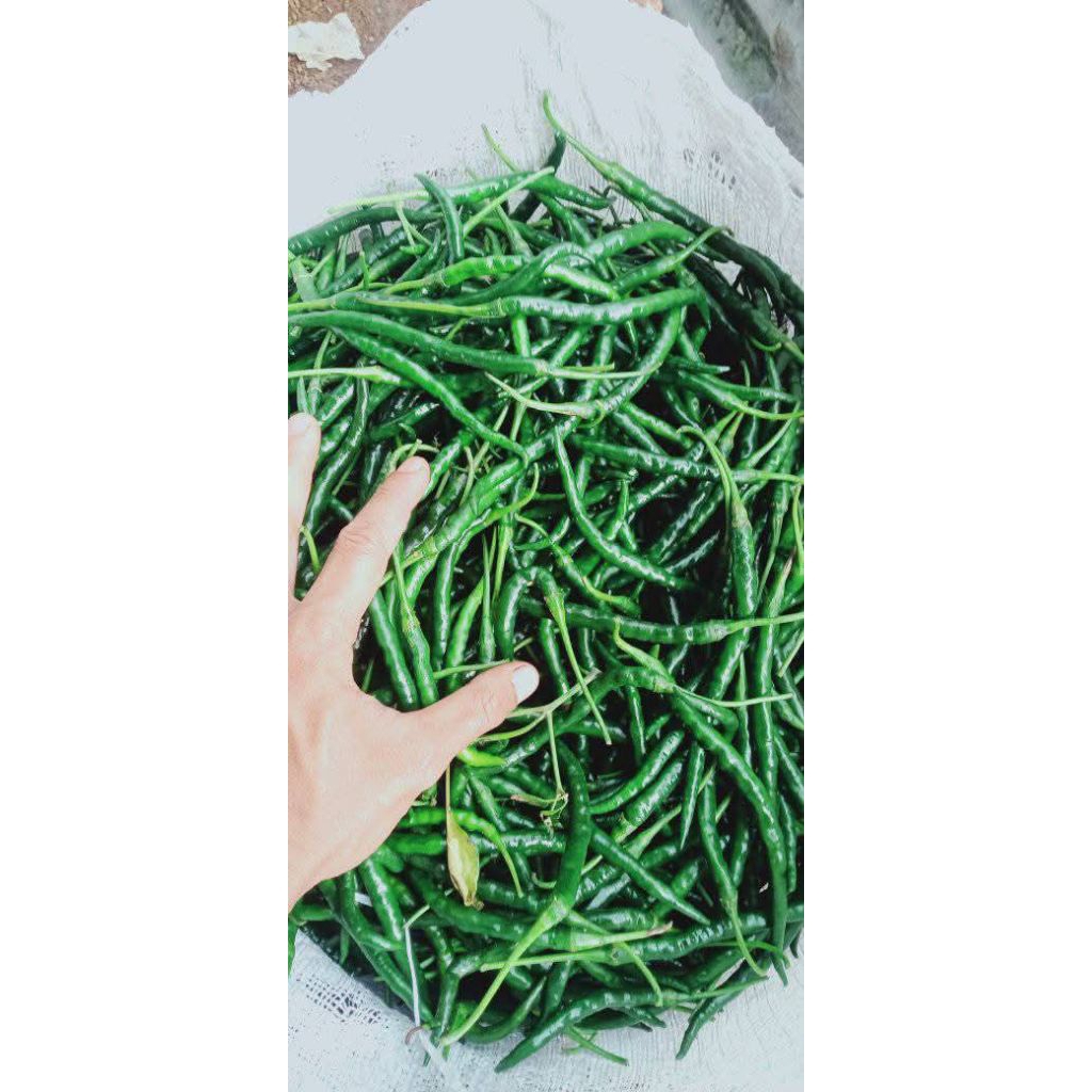 

Cabe keriting Hijau Segar Petikan Langsung dari Petani jamin pedas