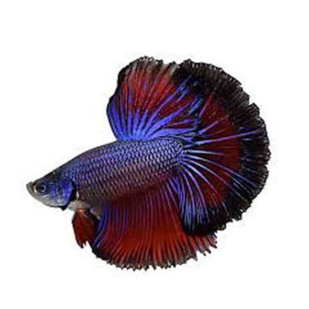 cupang halfmoon