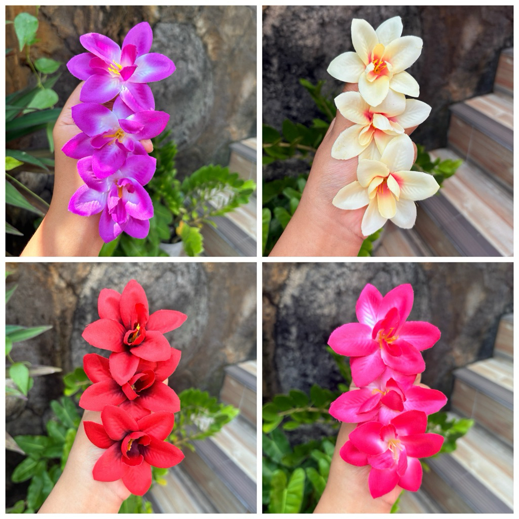 semanggi anggrek / semanggi bunga sanggul bali