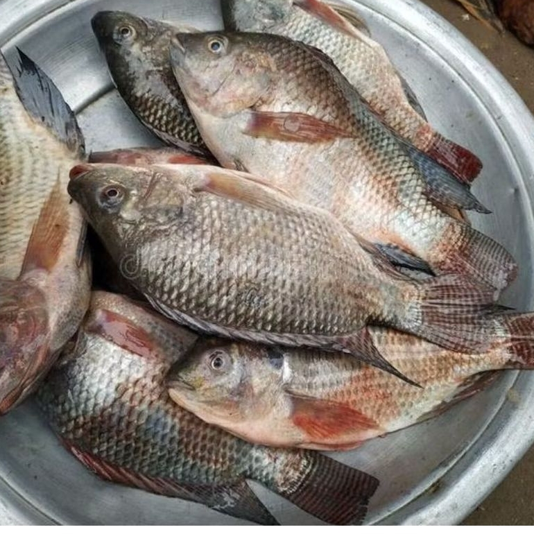 

ikan mujaer fresh surabaya