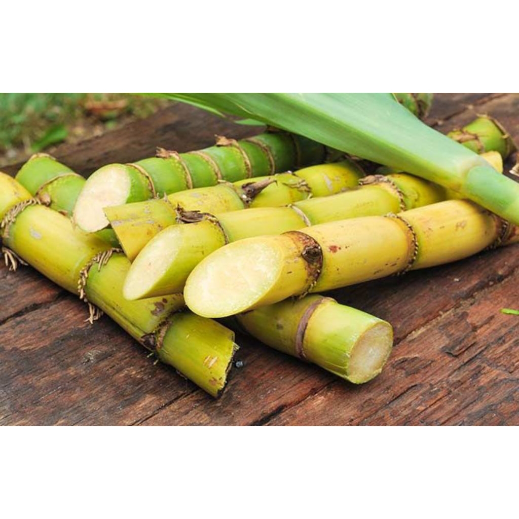 

1kg Tebu kuning fresh