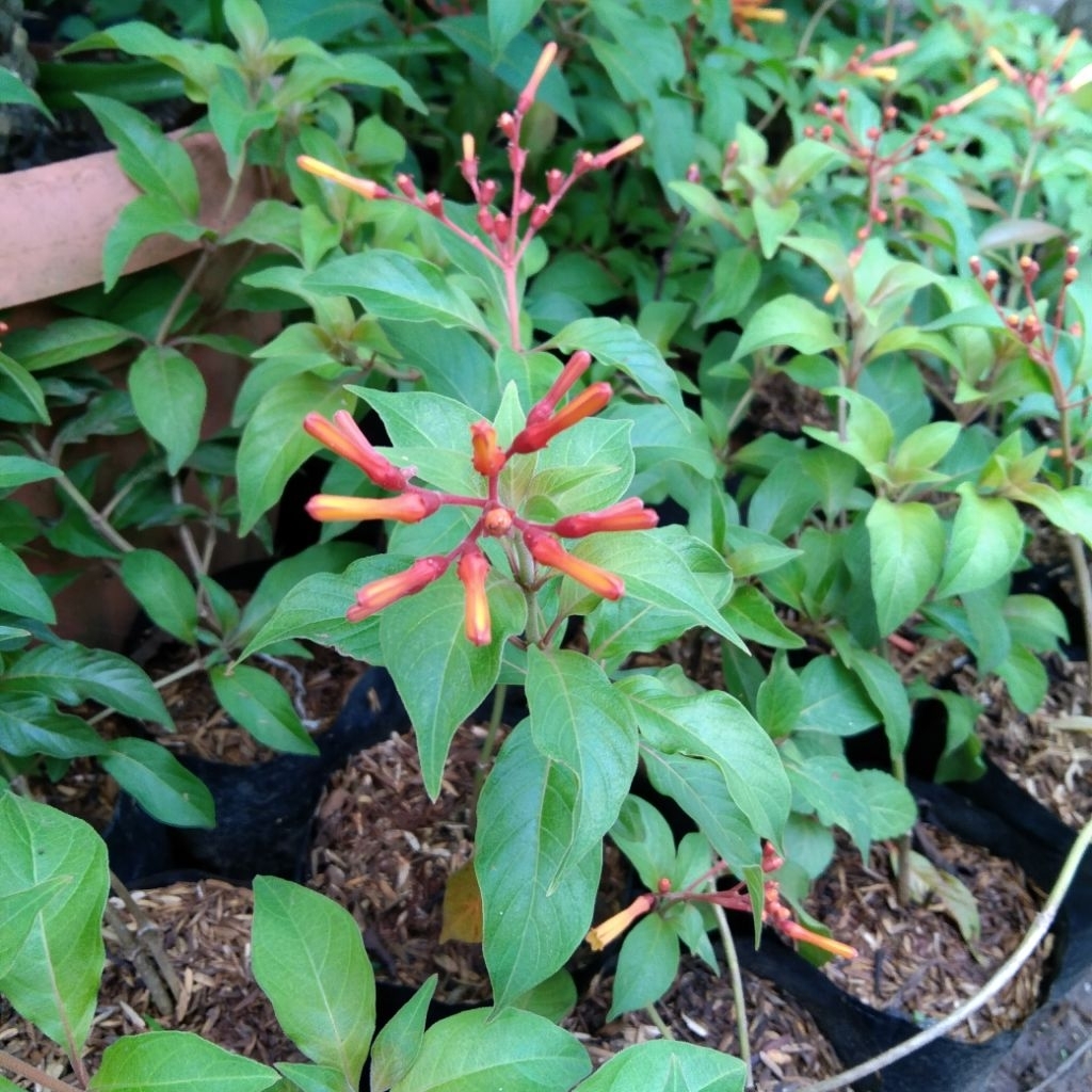 Tanaman hias pusaka merah - bahan bonsai - pohon bunga hias hidup