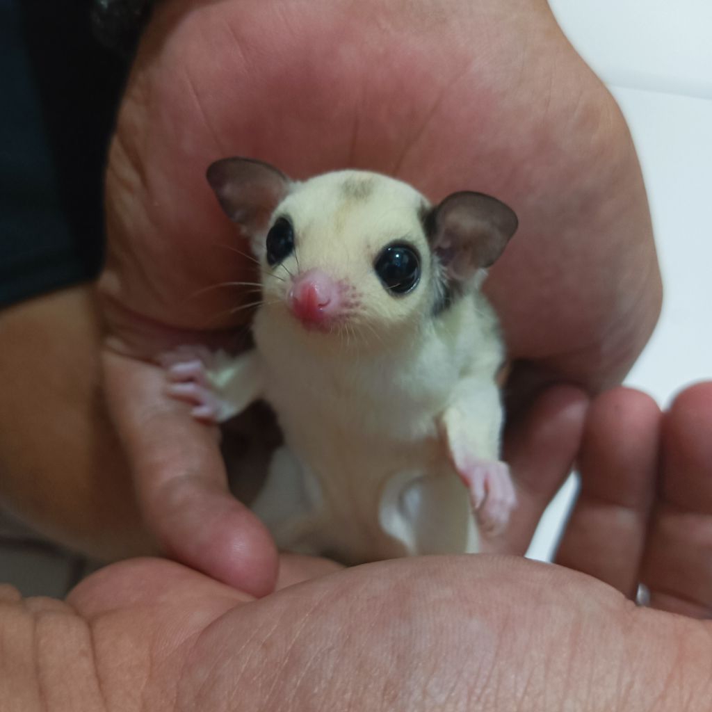 SUGAR  GLIDER PLATINUM MOZAIC