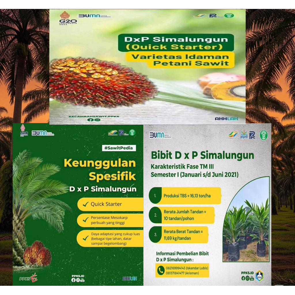 ((TOP 1)) BIBIT UNGGULAN SAWIT PPKS SIMALUNGUN BENIH TERBAIK UNTUK PETANI SAWIT TERBAIK DAN KUALITAS