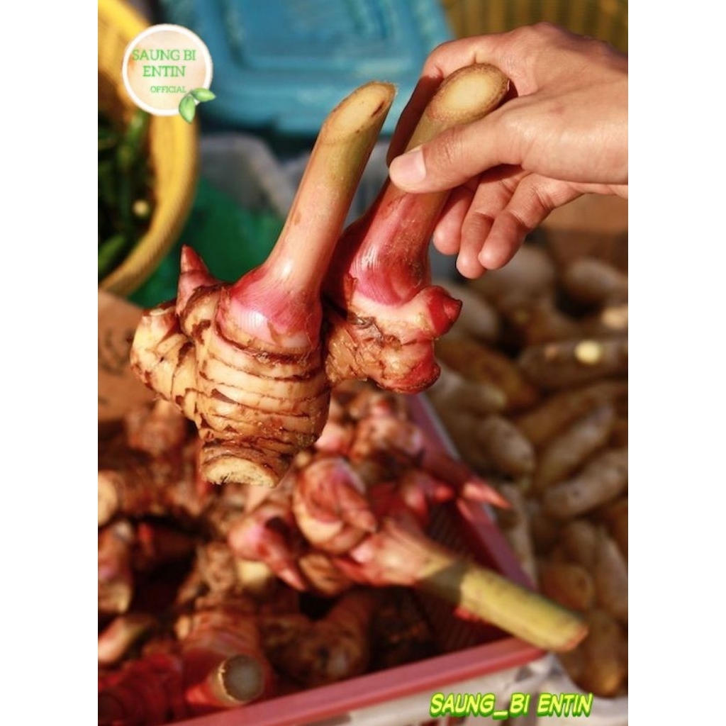 

Lengkuas | Laos Segar Bersih Organik 1Kg Otw Masakan