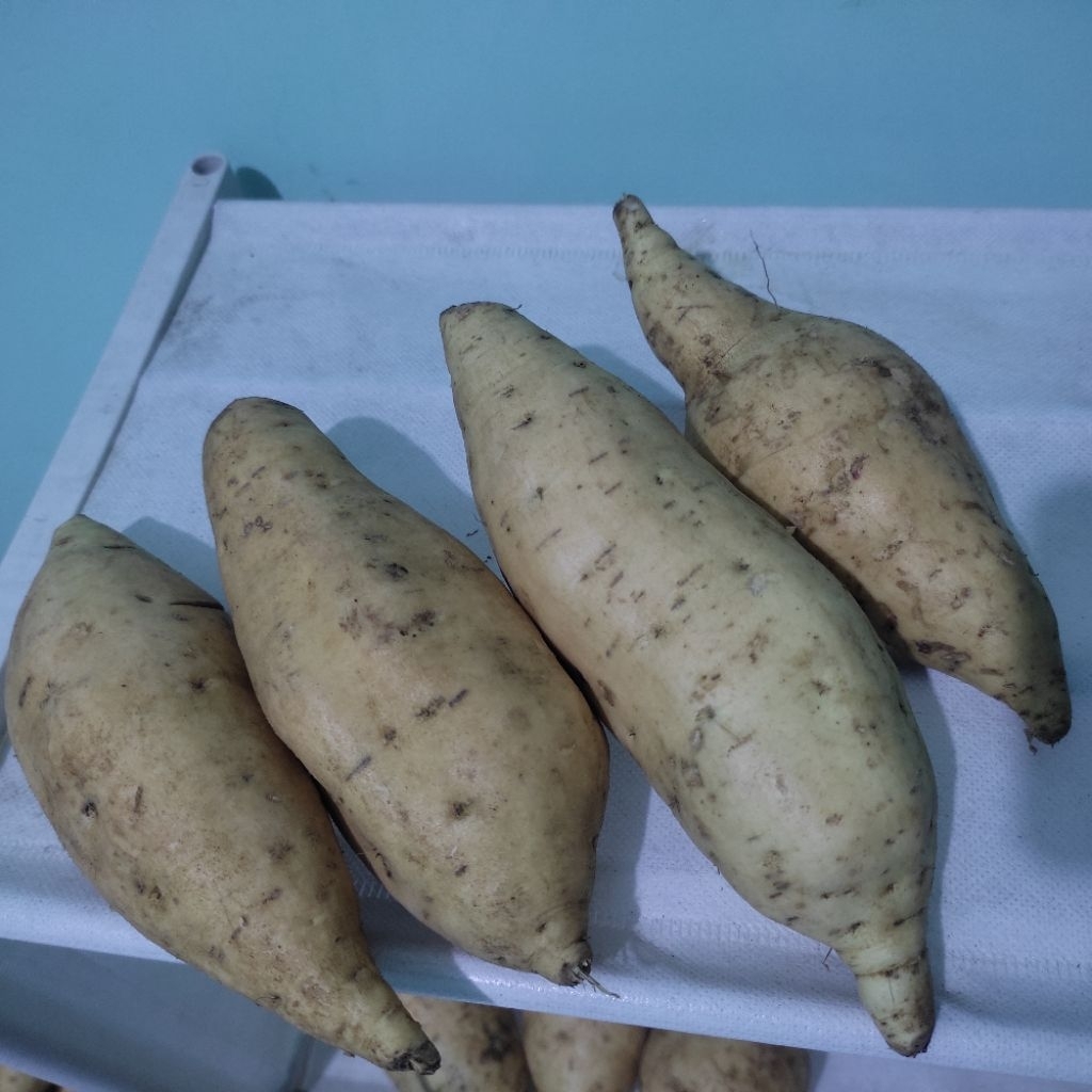 

Ubi Madu Cilembu oven gradeA isi 6-7/kg