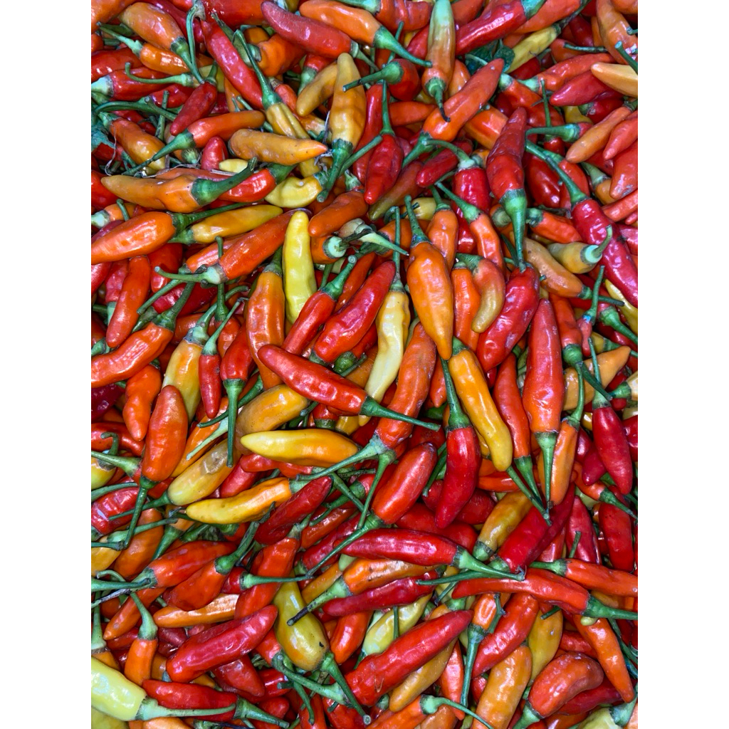 

Cabe Rawit ORI FRESHHHHH Berat 1kg