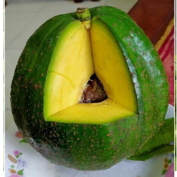 

Alpukat lokal mentega Jumbo Isi 2-3 Dikirim Mentah Legit dan Daging Tebal