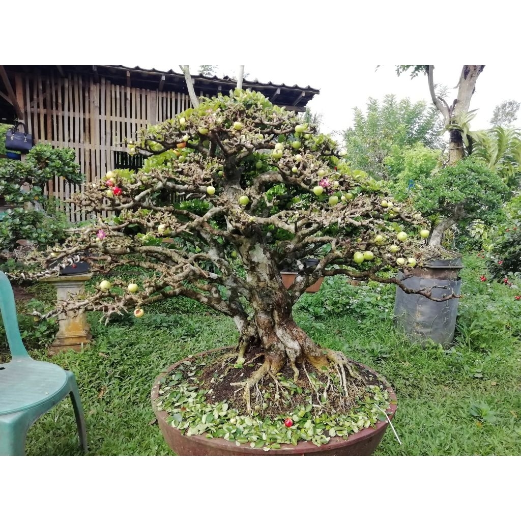 BAHAN BONSAI SIANCI (cangkok)
