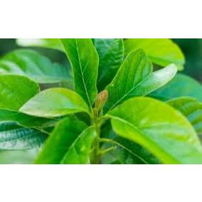 

DAUN ALPUKAT SEGAR 100LEMBAR, OBAT HERBAL TRADISIONAL