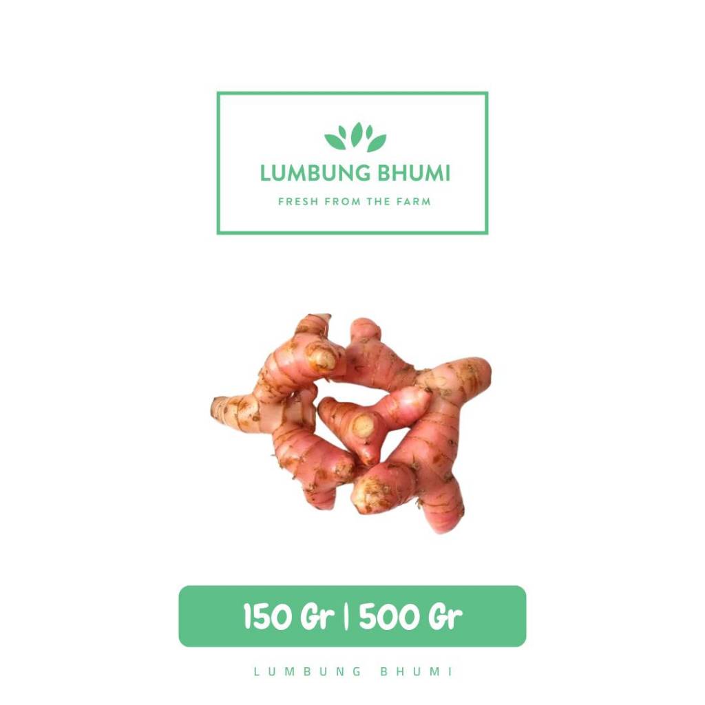 

Lengkuas Laos Sayur - Lumbung Bhumi