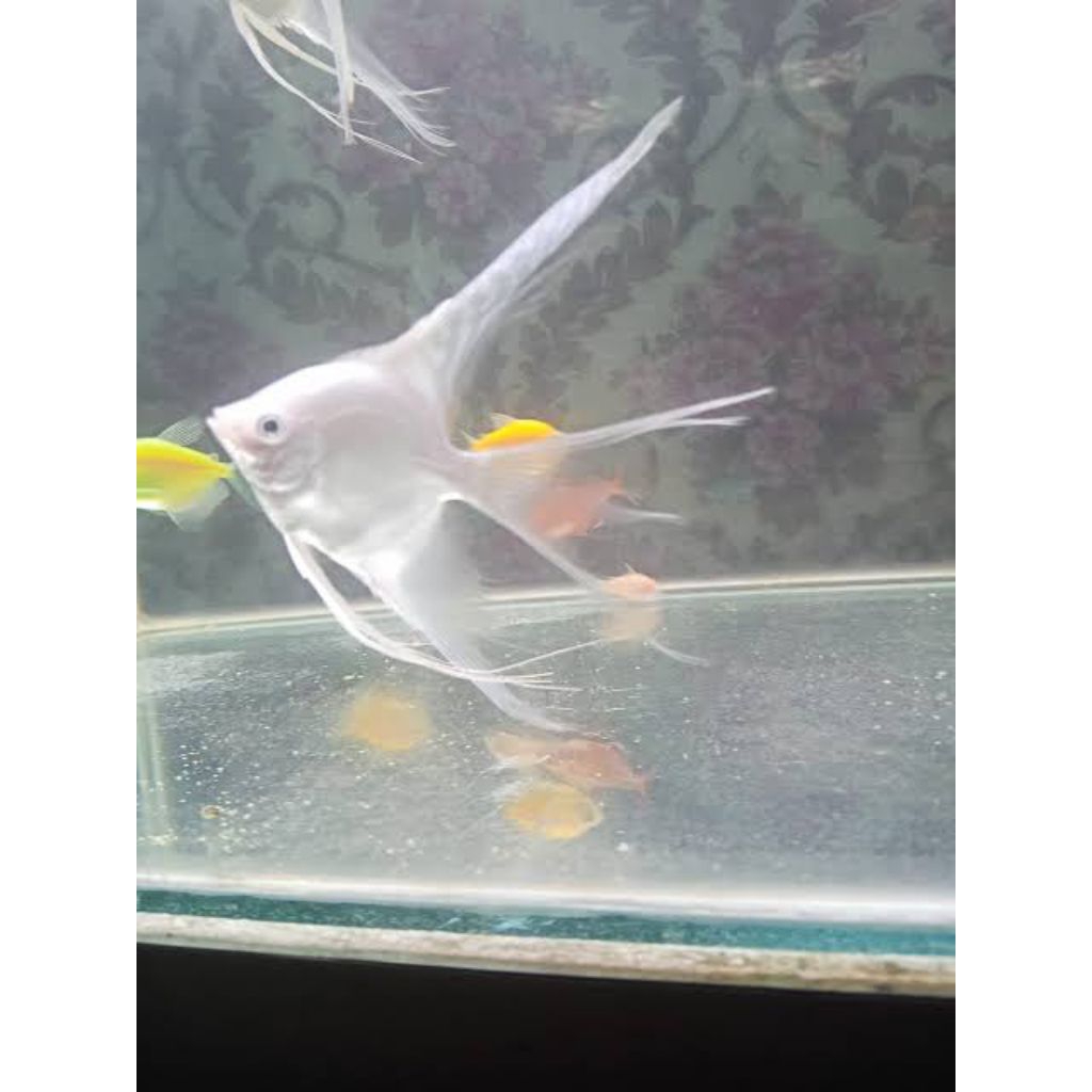 ikan manfish platinum slayer