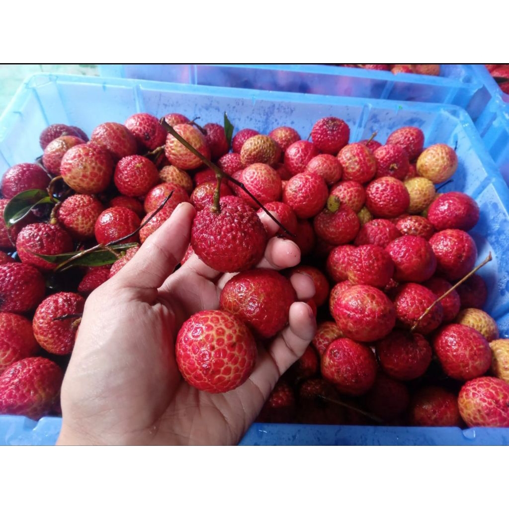 

[PROMO] Leci Merah Manis & Segar – Buah Premium 1kg