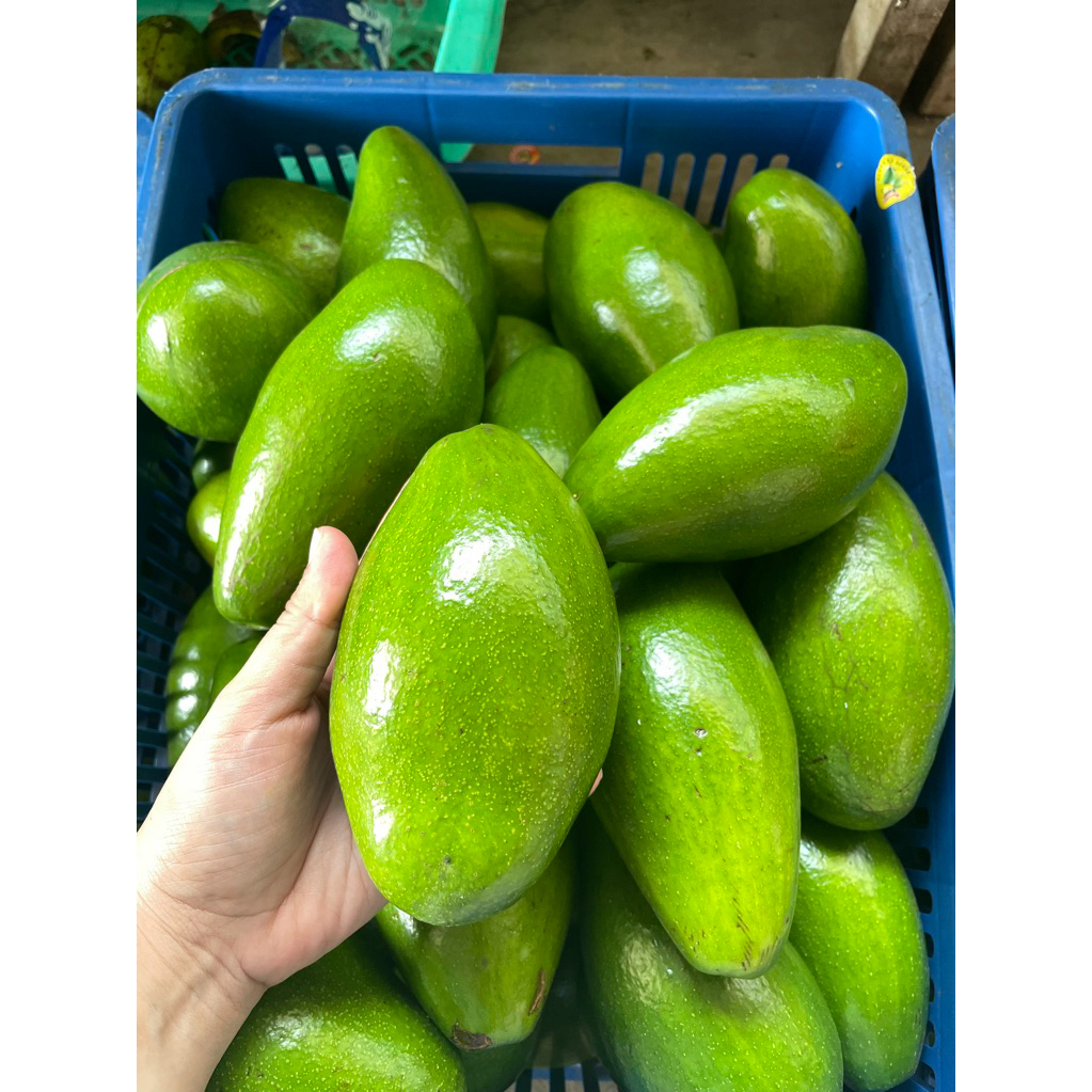 

ALPUKAT PETUKANGAN - GRADE B