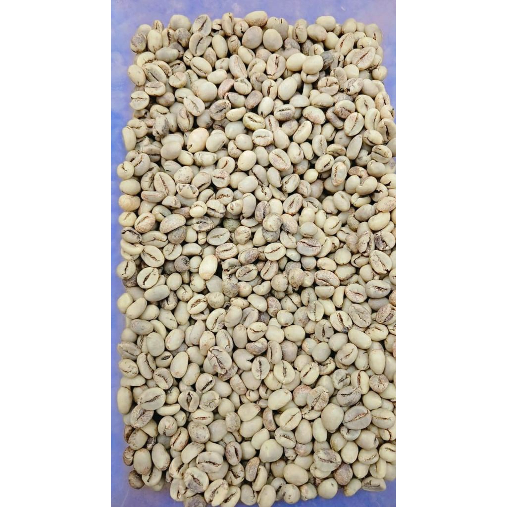 

green bean robusta / kopi mentah robusta argopuro 1kg