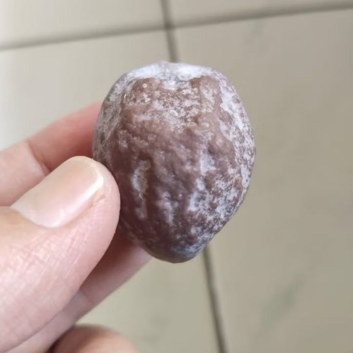 Kemiri Adu Muncang Adu Jabra Rajabatok Ori