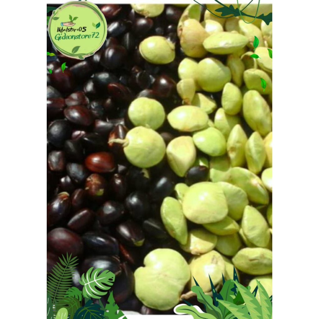 

jengkol muda (belum kupas) kwalitas terbaik