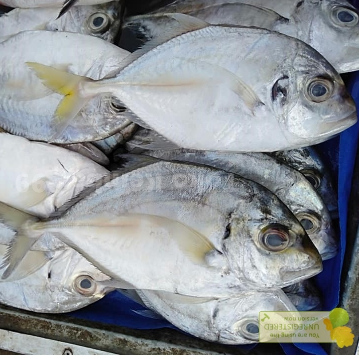 

Ikan Kuwe Segar Ikan Kuwe Gepeng Ikan kue 1Kg