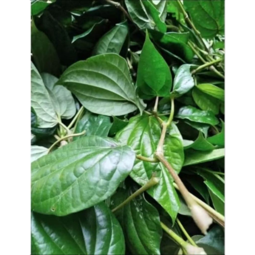 

daun sirih herbal per 100 lembar fresh di petik langsung