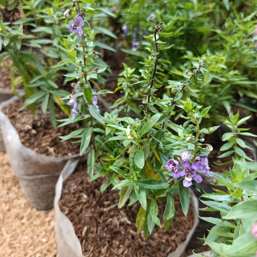 tanaman hias lavender mini / tanaman lavender