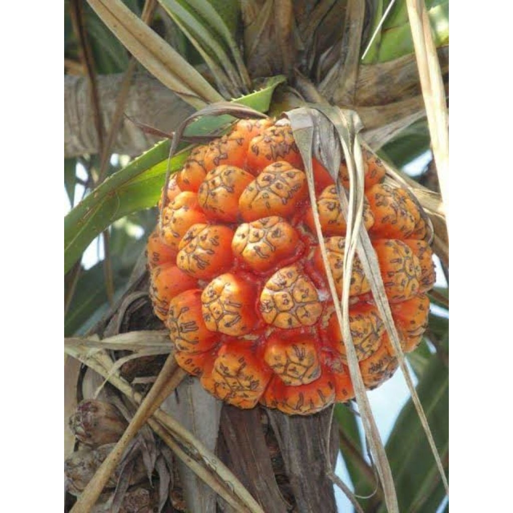 

buah pandan pantai fres segar di petik langsung dari pohon nya per 1 butir buah