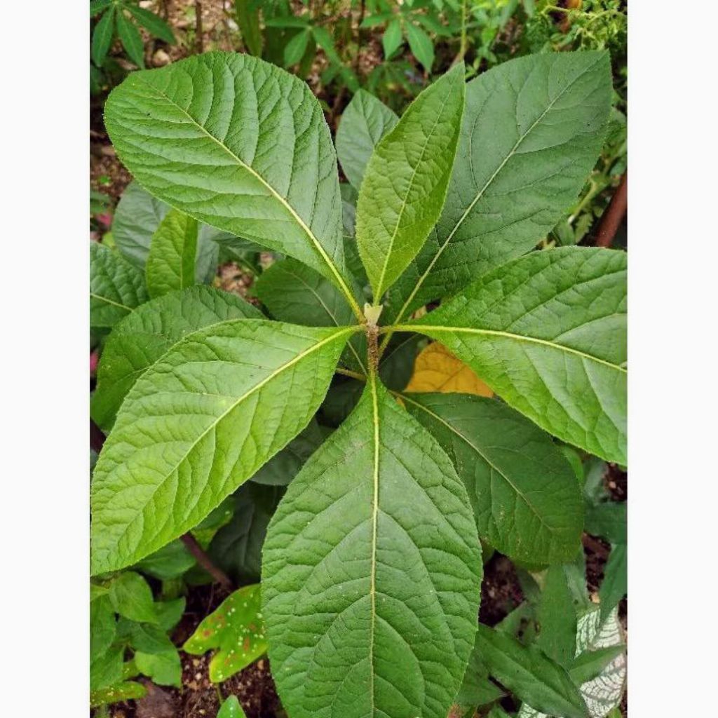 

daun sambung nyawa segar 250 gram termurah