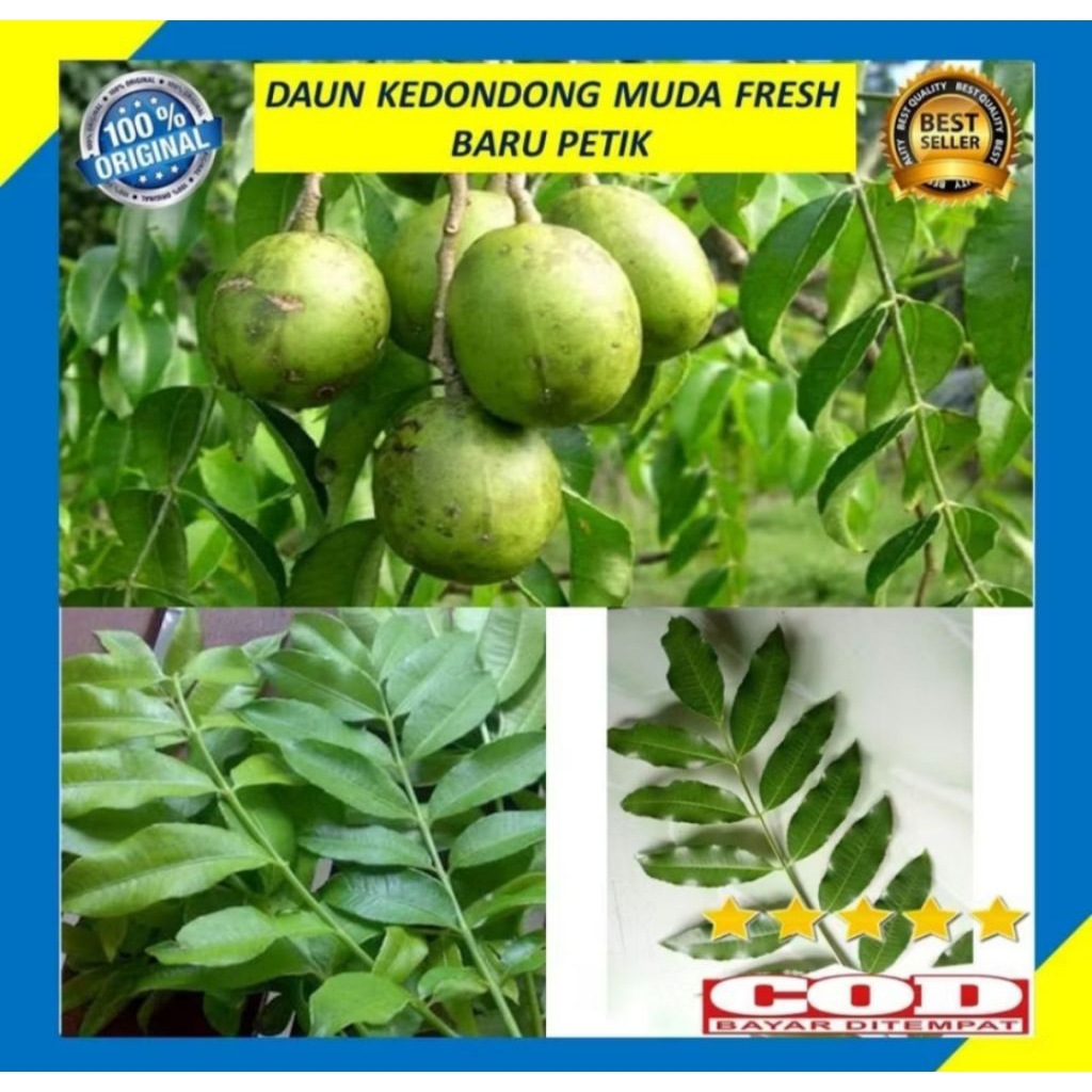 

(READY) Daun Kedondong Muda 250gram segar Fress Baru petik