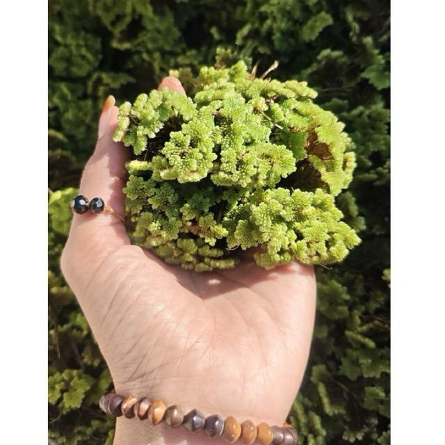 Bibit azolla 1kg