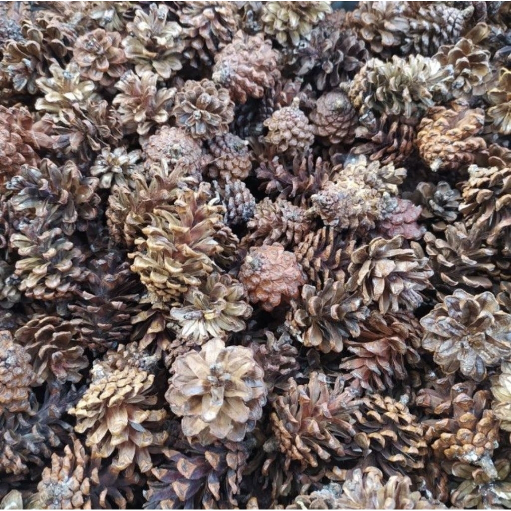 

Buah Pinus Untuk Hewan Pengerat